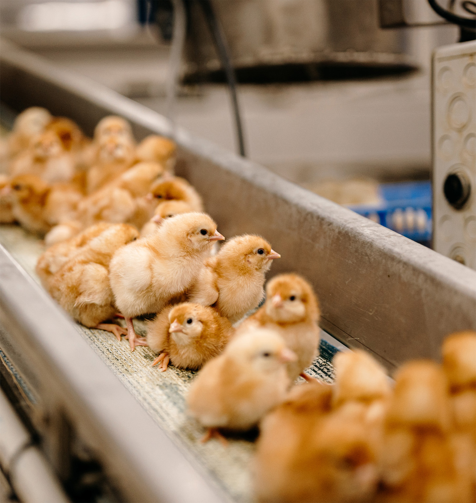 Day-Old Chicks